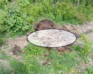 Struja ubila medveda u Zubinom Potoku? Policija na terenu