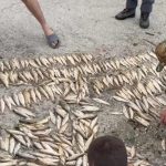 Između nenadležnosti i neodgovornosti: Dve nedelje posle ekocida u Novom Pazaru i dalje se ništa ne zna
