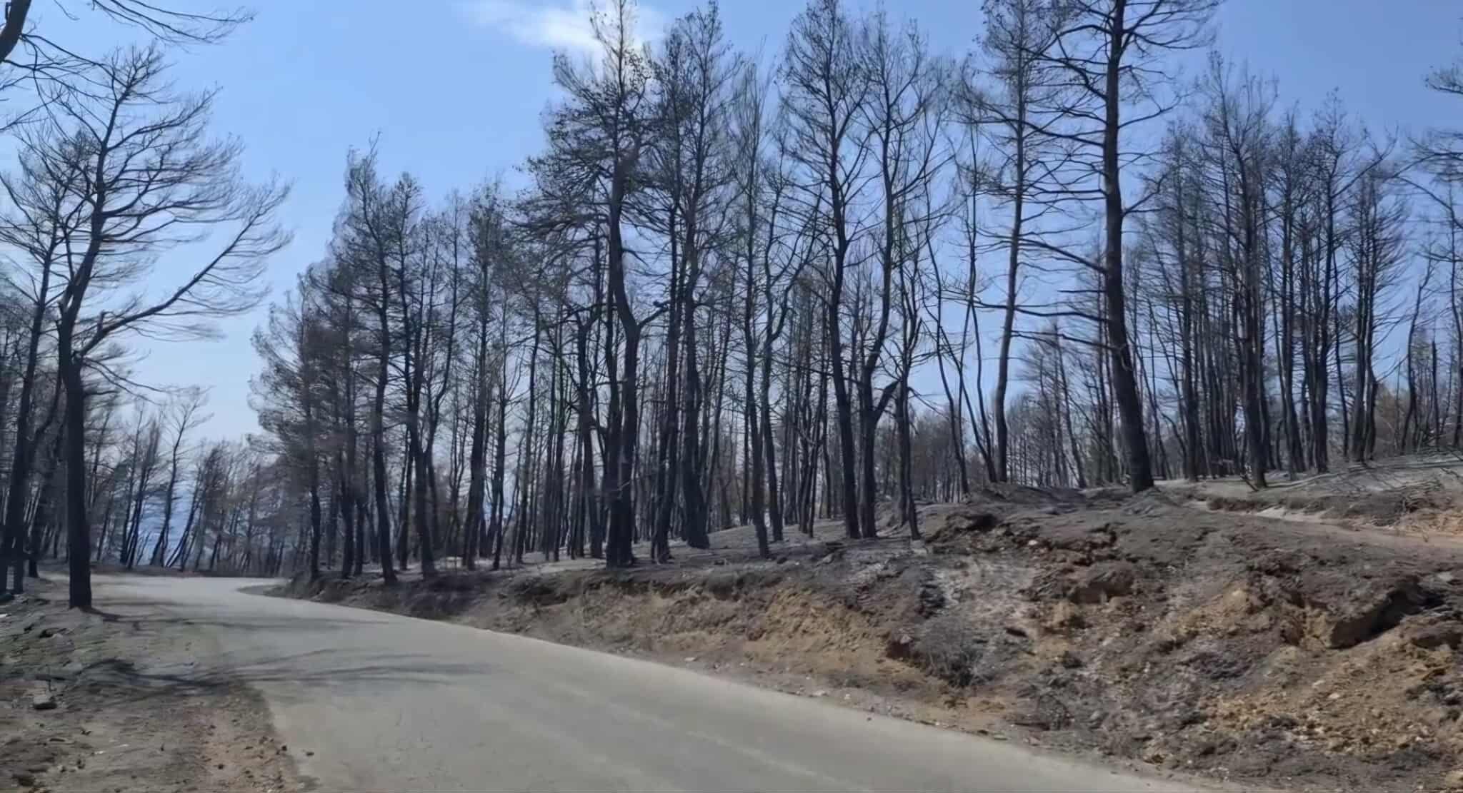 Bilans nakon požara: U Topličkom okrugu izgorelo 1.200 hektara zemljišta, 75 stambenih objekata