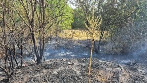 Dve osobe uhapšene zbog požara: Izgorelo 7 hektara pšenice