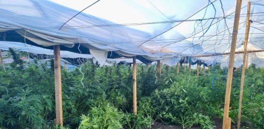 FOTO: Kosovska policija/marihuana