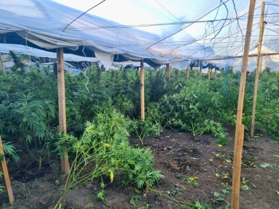 FOTO: Kosovska policija/marihuana