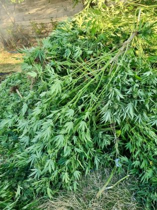 FOTO: Kosovska policija/marihuana