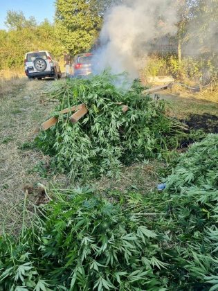 FOTO: Kosovska policija/marihuana