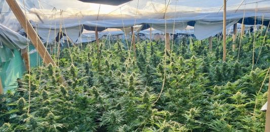 FOTO: Kosovska policija/marihuana