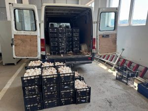 Sprečeno krijumčarenje više od 900 kg pečuraka