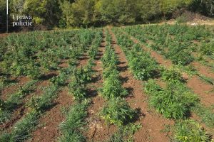 Uprava policije: Otkrivena najveća plantaža marihuane u Crnoj Gori