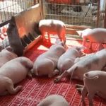 Kombi sa 20 prasadi bez dokumenata zaustavljen kod Klokota