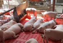 Kombi sa 20 prasadi bez dokumenata zaustavljen kod Klokota