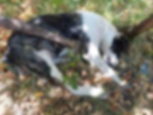 Nova trovanja pasa u Severnoj Mitrovici, "Šapa" poziva na oprez