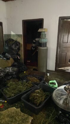 FOTO: Marihuana/KP