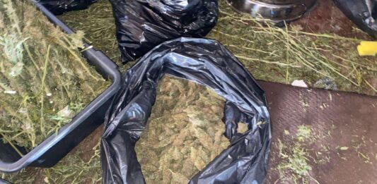 FOTO: Marihuana/KP