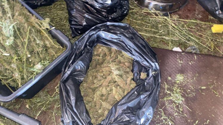 FOTO: Marihuana/KP