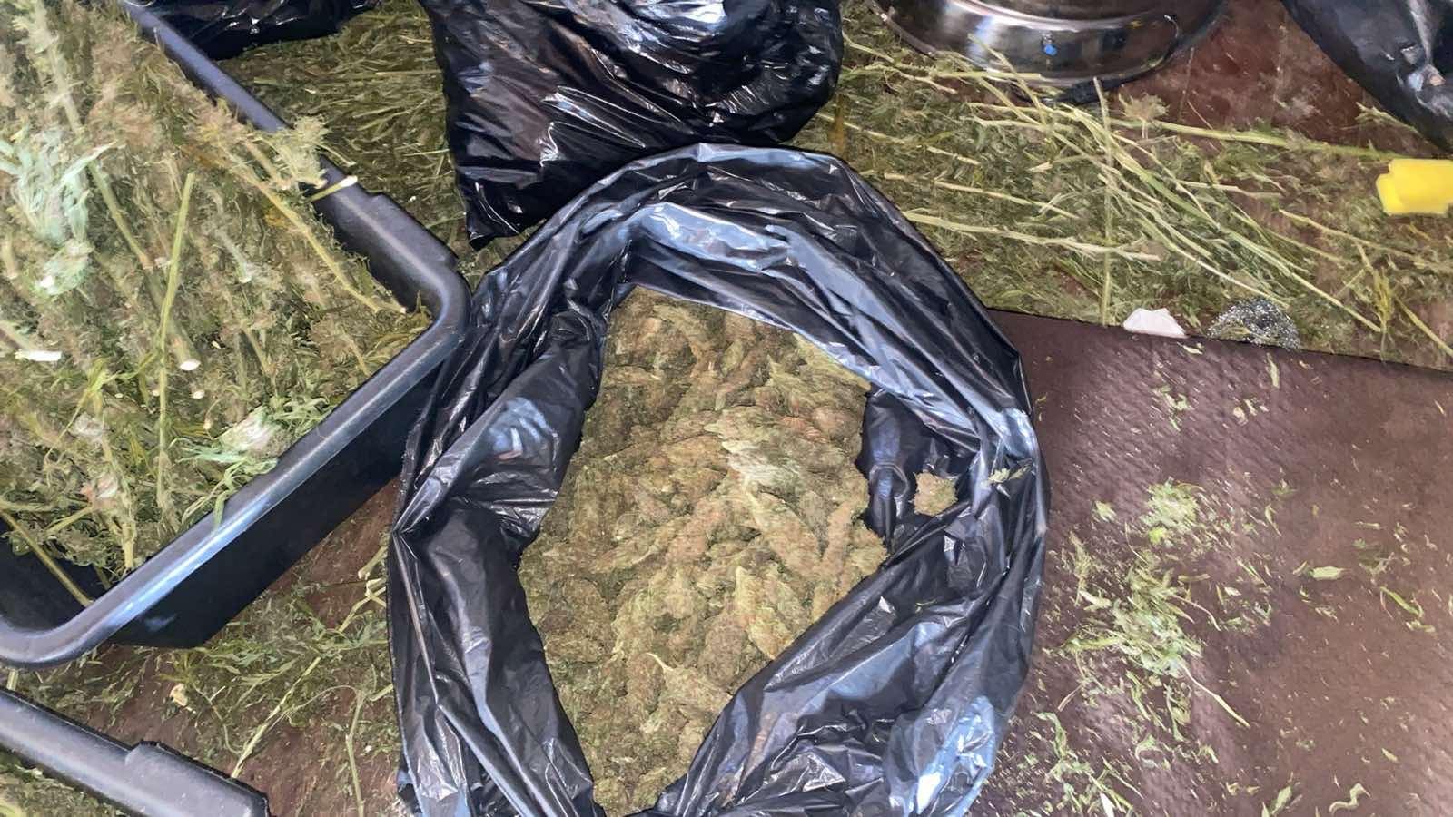 FOTO: Marihuana/KP