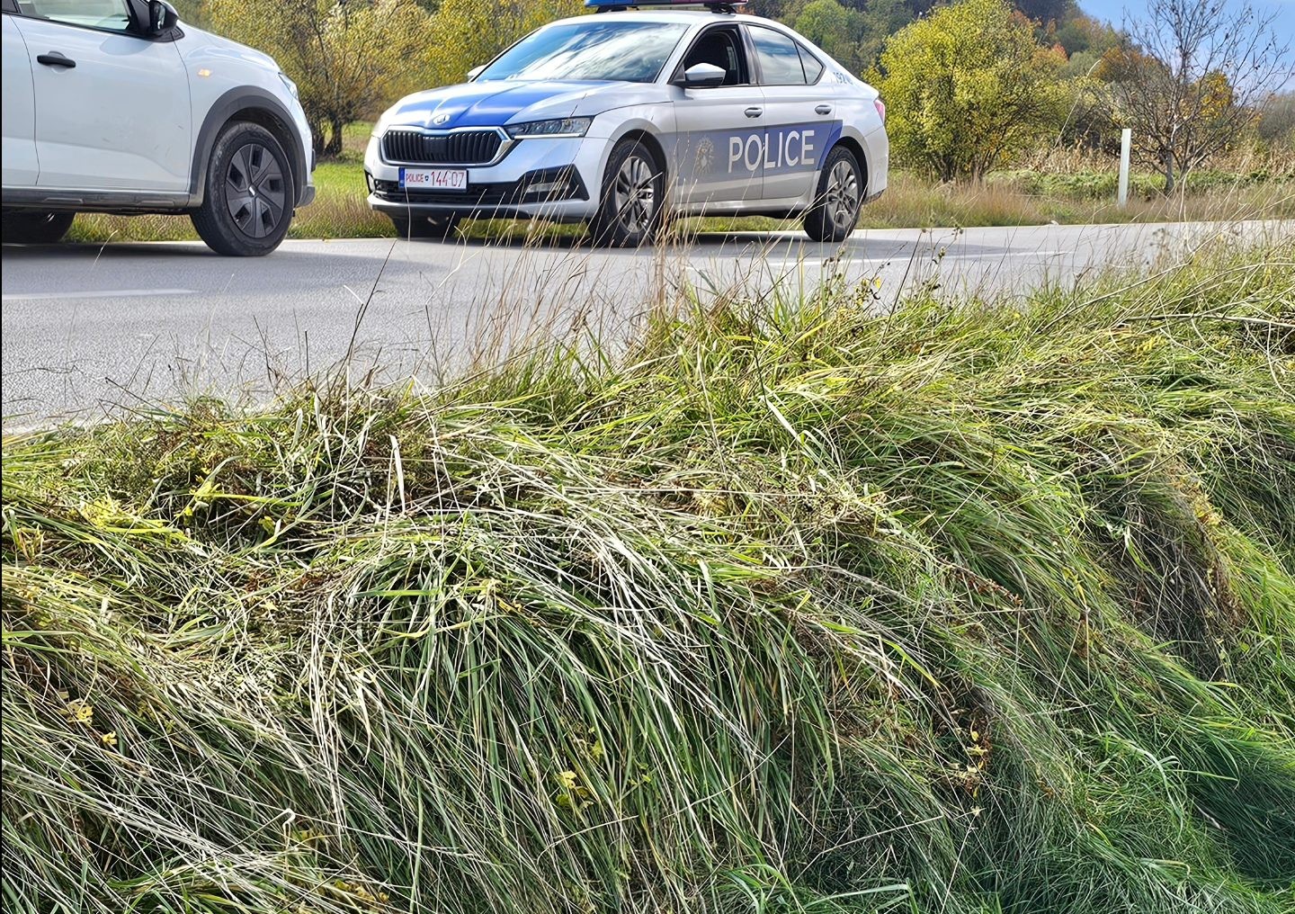 Radio Borzani: Pronađeno beživotno telo mladog medveda pored puta Štrpce–Bitinja