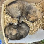 Animal Welfare Group Warns of Surge in Abandonments Turning North Mitrovica into a “De-Facto Shelter”; Police Say They Will Monitor the Situation