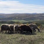 Potvrđena pojava ovčijih i kozjih boginja u Suvoj Reci: Zabranjen promet ovaca i koza na celoj teritoriji Kosova FOTO: KoSSev/Ovce