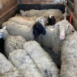 Pokušali da prokrijumčare 27 ovaca i 4 jagnjeta iz Srbije na teritoriju Kosova