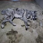 Udruženje „Šapa“ ponovo podnelo prijavu zbog sumnje na namerno trovanje životinja i ugrožavanje javnog zdravlja u Severnoj Mitrovici