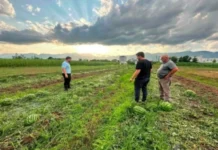 Preliminarne procene: Grad oštetio oko 90 odsto zasejanih površina u Istoku