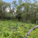 UHVAĆENI U PLEVNJI: Još jedna plantaža marihuane otkrivena u Podujevu