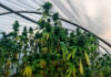 U Kraljevu zaplenjeno oko 40 kilograma kanabisa, uhapšen muškarac kanabis, marihuana, droga