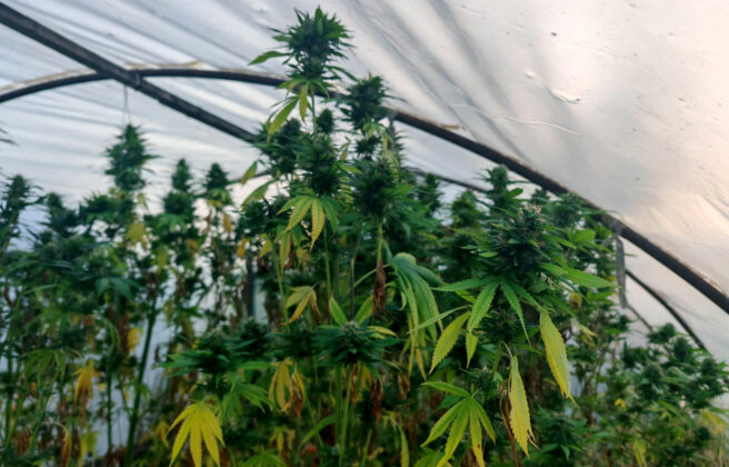 kanabis, marihuana, droga