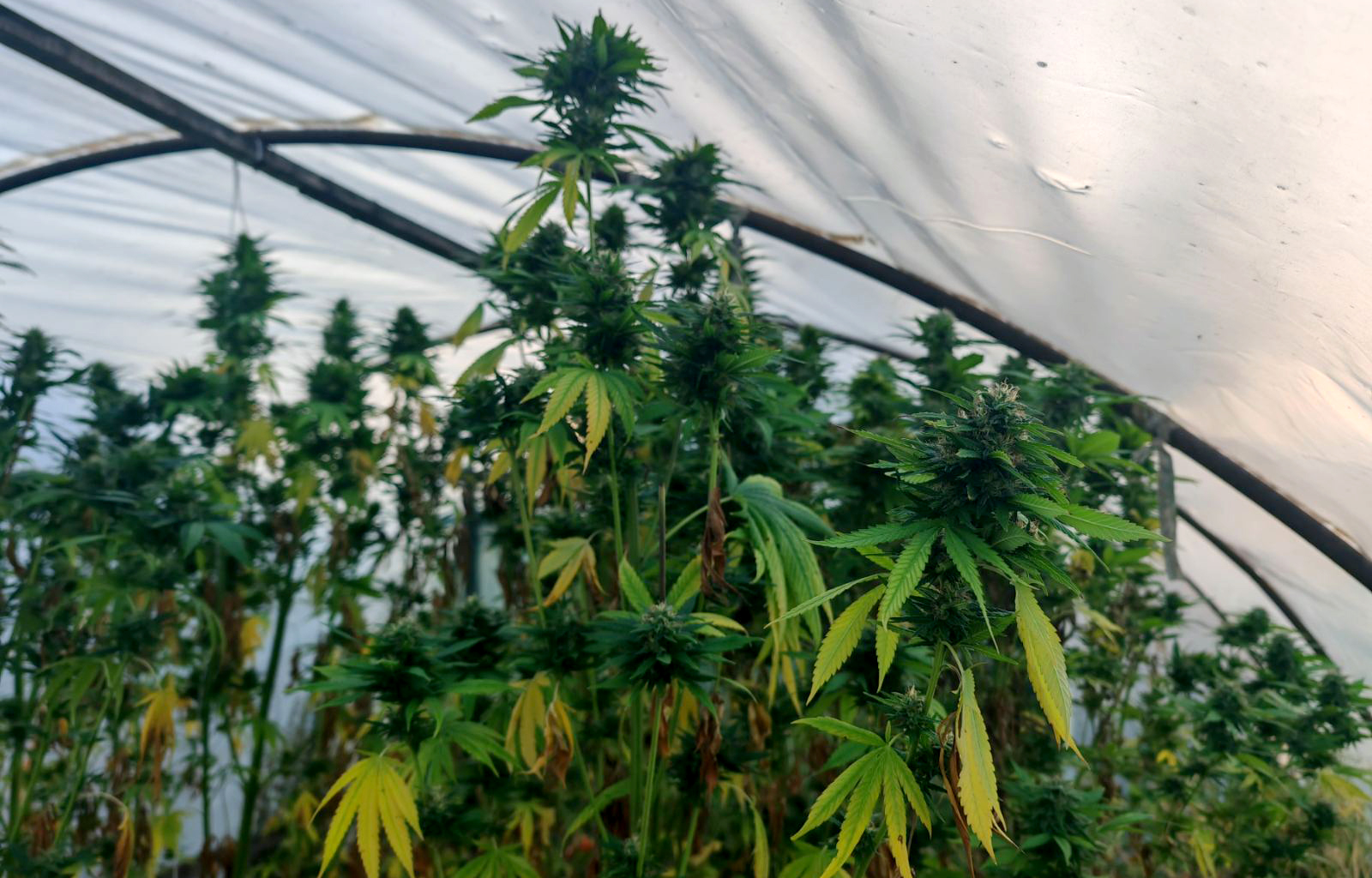 kanabis, marihuana, doga