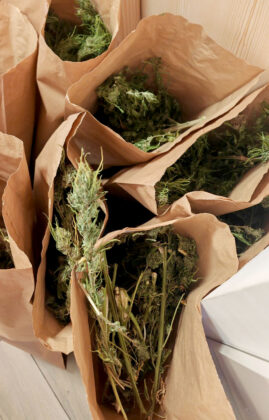 kanabis, marihuana, droga