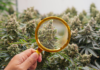 Iz firme za uzgoj medicinske marihuane nestalo osam tona sušenog cveta: Akcija policije u Strumici Marihuana